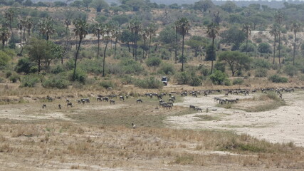 African landscape with zebras and other herviborous grazing. High quality photo
