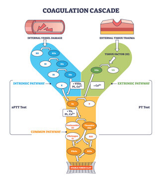 Coagulation cascade outline shows intrinsic and extrinsic pathways converging to a stable fibrin clot, key elements, tissue factor, thrombin, fibrin. Outline diagram