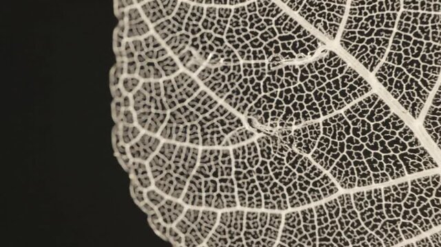 Delicate Veins A Striking Macro Shot Of A Skeletonized Leaf On A Dark Background Reveals Intricate