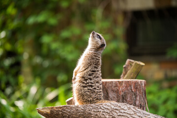 Slender tailed Meerkat close up