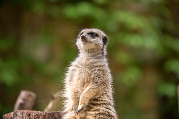 Fototapeta premium Slender tailed Meerkat close up