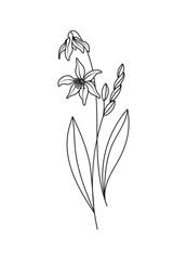 Scilla Spring Flower Vector Illustration