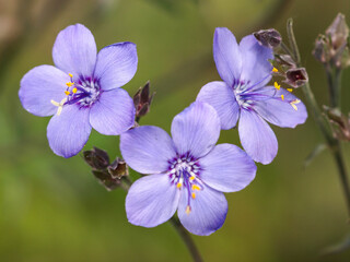 Obraz premium Polemonium yezoense 'Purple rain'