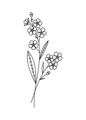 Forget Me Not Spring Flower Vector Illustration