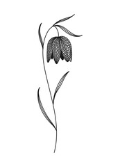 Fritillary Spring Flower Vector Illustration