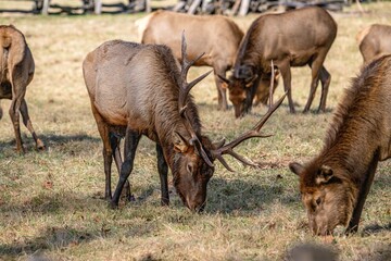 Fototapeta premium Elk heard