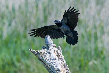 Obraz premium Nebelkrähe bei der Landung auf einen Baumstamm