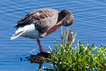 Graugans bei einer Rast in der Morgensonne  © Karin Jähne
