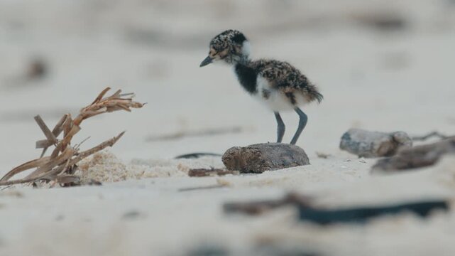 Chick of Southern lapwing or Quero quero learns foraging food on the beach