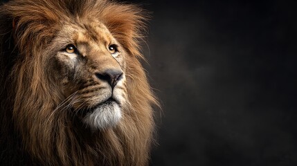 Obraz premium Majestic Male Lion Looking Upwards with Thick Mane and Pride
