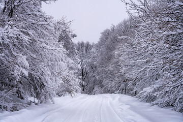 Obraz premium Snow covered road in the forest with white trees