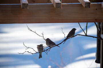 House finches (Haemorhous mexicanus). The females are dull brownish-grey with blurred streaks on the underside and a plain face