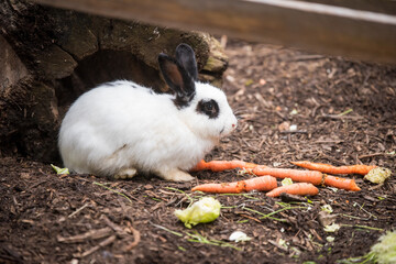 White rabbit eating carrots outside