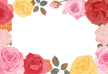 Colorful rose floral border with pink yellow and red blooms and green leaves isolated on a transparent background