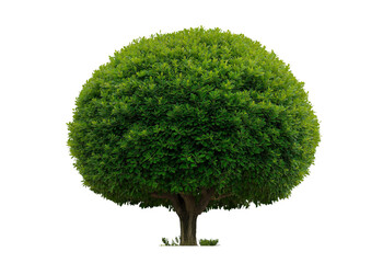 Perfectly shaped green topiary tree with a dense leafy canopy and textured bark trunk isolated on a transparent background