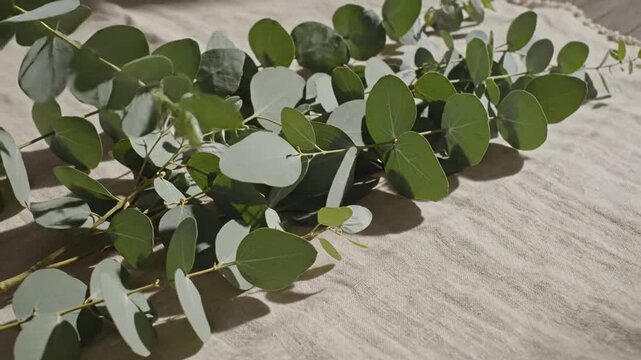 Eucalyptus Branches On Beige Linen Fabric With Natural Light And Shadows Moving Gently
