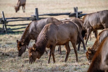 Fototapeta premium Elk Herd of Great Smoky Mountain National Park