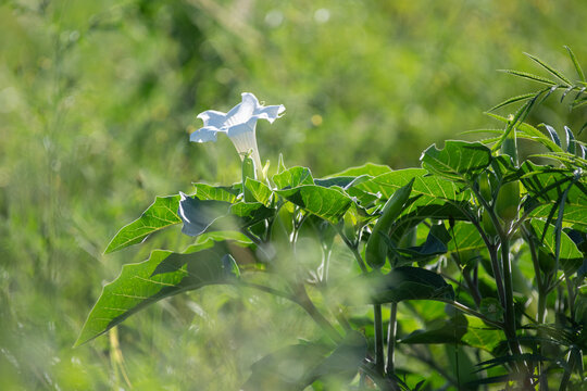 Fleurs de datura