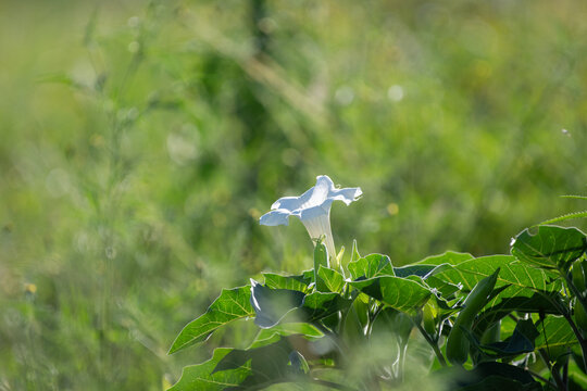 Fleurs de datura