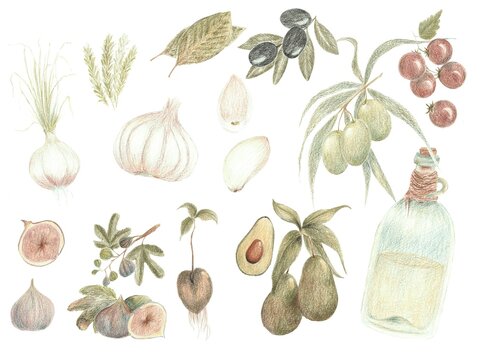 ​Traditional Mediterranean ingredients set. Hand-drawn botanical sketch of olive oil bottle, fresh garlic, avocado, figs and black olives. Realistic colored pencil illustrations on white background.