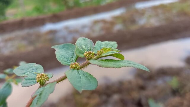 Wild Green Plant with Small Flowers Growing in Soil, 4K Close-Up Nature Background