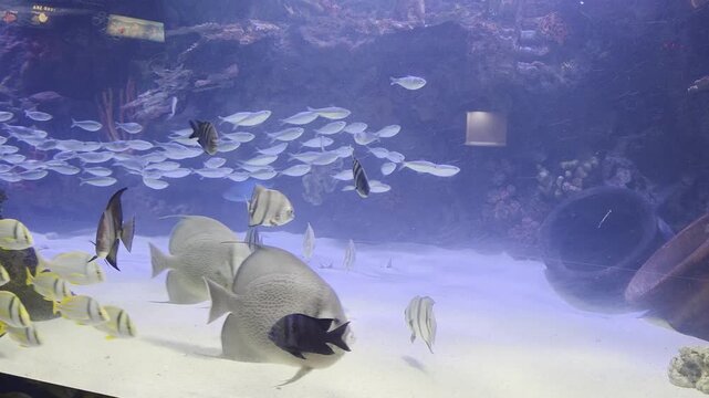 Fish Inside of Aquarium