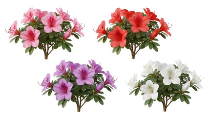 Vibrant Azalea flowers, including delicate pink, rich red, soft purple, and pure white blooms, are meticulously detailed with lush green foliage, showcasing their full spectrum of natural beauty and