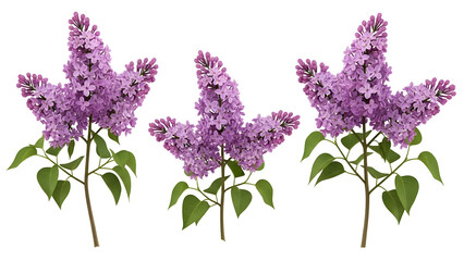 Three beautiful common lilac flower branches featuring abundant fragrant purple florets and lush green leaves are precisely showcased as individual botanical specimens for elegant springtime design