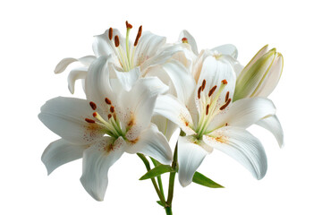 Fototapeta premium Cluster of white lilies with brown speckled stamens against a black background lily flower