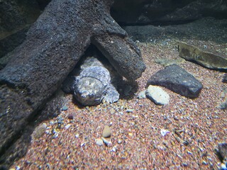 Fish Inside of Aquarium