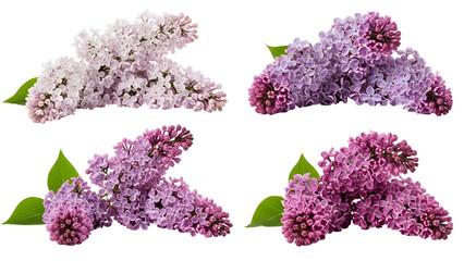 Vibrant common lilac flower clusters featuring delicate white, pastel lavender, rich purple, and deep magenta hues with fresh green leaves gracefully displayed on a plain background.