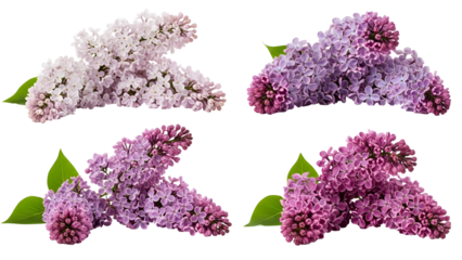 Vibrant common lilac flower clusters featuring delicate white, pastel lavender, rich purple, and deep magenta hues with fresh green leaves gracefully displayed on a plain background.