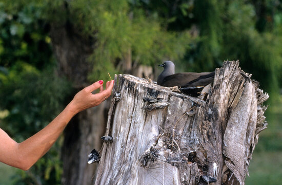 Noddi brun, au nid (Anous stolidus). Ile Bird, Seychelles