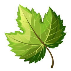 Fototapeta premium Green Grape Leaf with Veins and Stem Vector Illustration