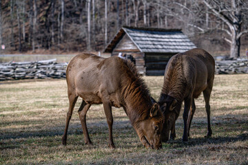 Fototapeta premium Elk Herd of Great Smoky Mountain National Park