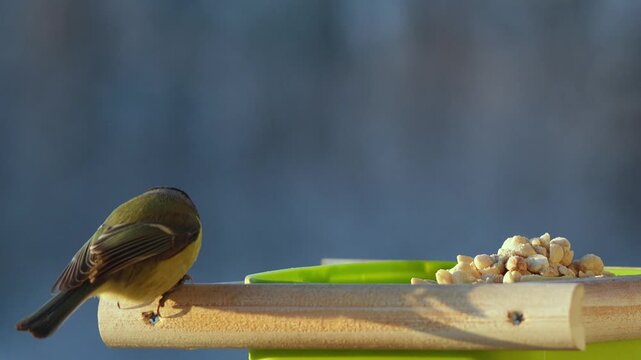Slow-motion 4K footage of a blue tit bird delicately eating peanuts, showcasing natural movement, vibrant feathers, and precise details of wildlife behavior.