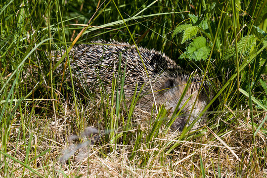 Abgemagerter Igel bei der Nahrungssuche	