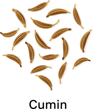 Detailed vector illustration of scattered brown cumin seeds for culinary spice food seasoning and healthy ingredient concepts.