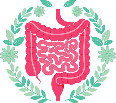 Human digestive system vector illustration with stomach intestines and floral wreath for gut health and medical anatomy concepts.