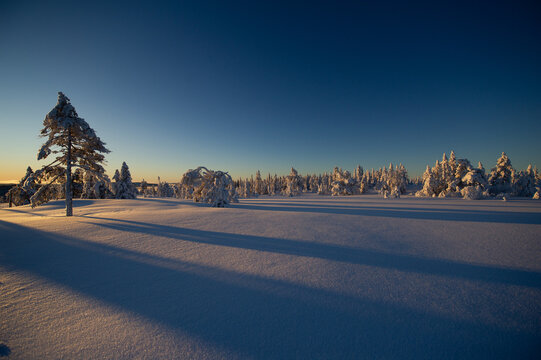Winter Sunrise Over Snow-Covered Forest in Nordmarka, Norway