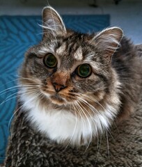 Lovely house cat in a good mood