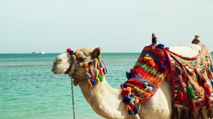 Decorated camel on the sandy beach of the Red Sea. Traditional Bedouin transportation. An animal for photo shoots and tourists riding on an Egyptian beach.