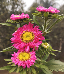 Vibrant pink China Aster flowers with bright yellow centers and morning dew.