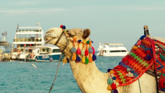 A decorated camel is chewing something on a sandy Red Sea beach against the background of yachts moored at the pier. An animal for tourists riding on an Egyptian beach.