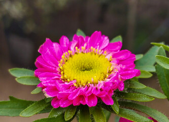 Vibrant pink China Aster flowers with bright yellow centers and morning dew.