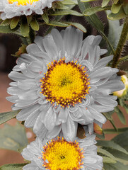Vibrant pink China Aster flowers with bright yellow centers and morning dew.