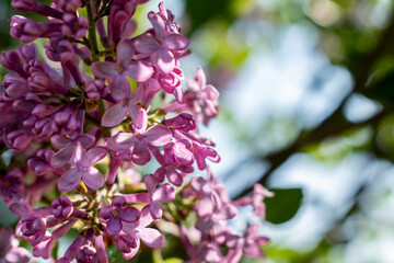 Lilac branch in bloom in spring, pink and purple flowers