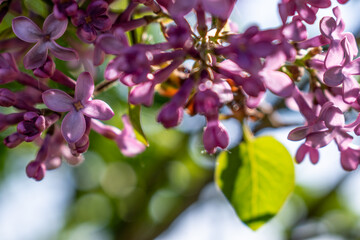 Lilac branch in bloom in spring, pink and purple flowers