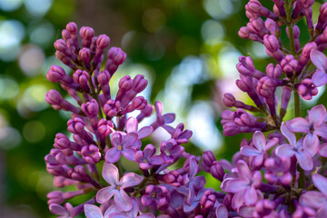 Lilac branch in bloom in spring, pink and purple flowers