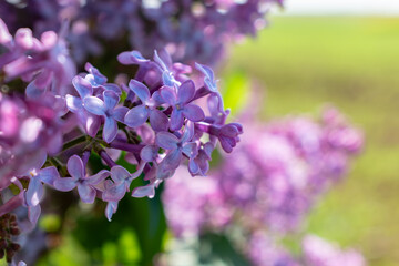 Lilac branch in bloom in spring, pink and purple flowers